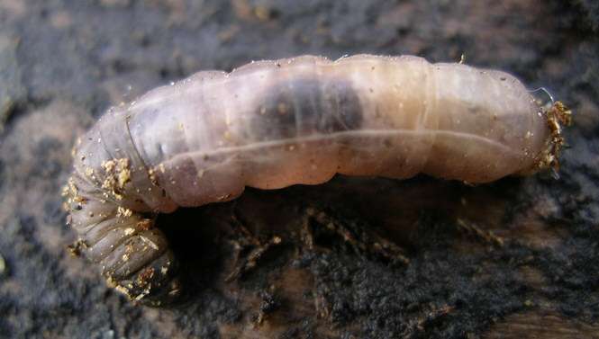Les larves de mouche peuvent aider à la datation du cadavre. © Algirdas, Wikimedia, domaine public