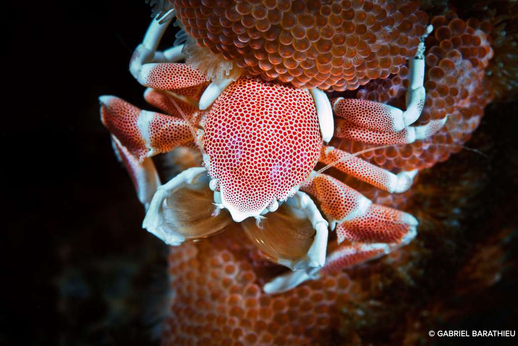 Le crabe porcelaine, merveille de la nature Le crabe porcelaine, merveille de la nature