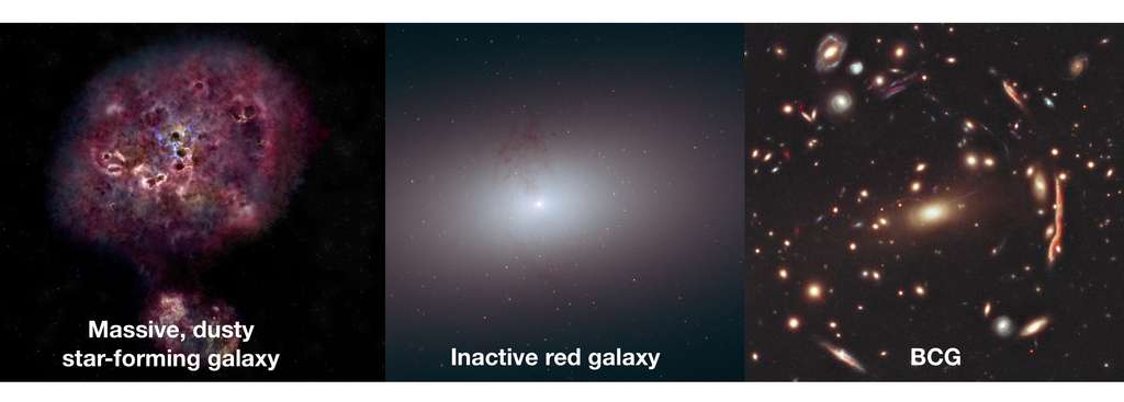De gauche à droite, l’évolution de la galaxie monstre XMM-2599 telle que l’imaginent les astronomes de l’université de Californie à Riverside (États-Unis) : une galaxie poussiéreuse qui se transforme en galaxie morte avant de peut-être finir comme la galaxie la plus brillante d’un amas. © NRAO/AUI/NSF/B. Saxton ; Nasa/ESA/R. Foley ; Nasa/StScI.