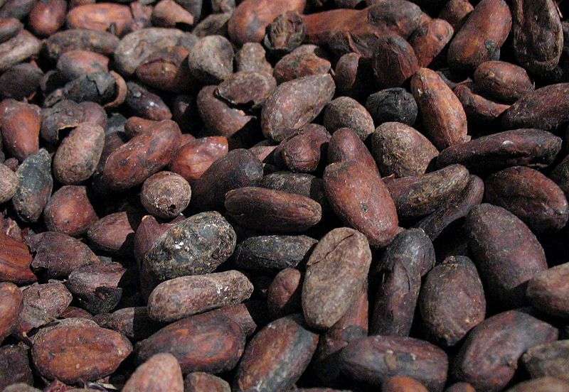 Les graines de cacao, à l’instar des raisins ou du thé, contiennent des quantités importantes de flavanols. Mais celles-ci disparaissent le plus souvent du chocolat à cause des processus de fabrication. © SuperManu, Flickr, cc by sa 2.5