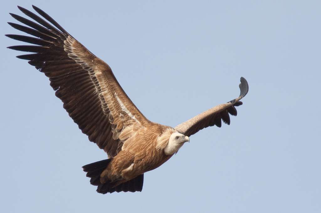 Certaines espèces sont plus sensibles que d'autres à la problématique des collisions avec des éoliennes. Près de 220 vautours fauves sont morts entre 2007 et 2009 dans la seule province de Cádiz, en Espagne. Malheureusement, les femelles ne pondent qu'un unique œuf par an, la population se renouvelle donc lentement. © quelea1645, Flickr, CC by nc-sa 2.0