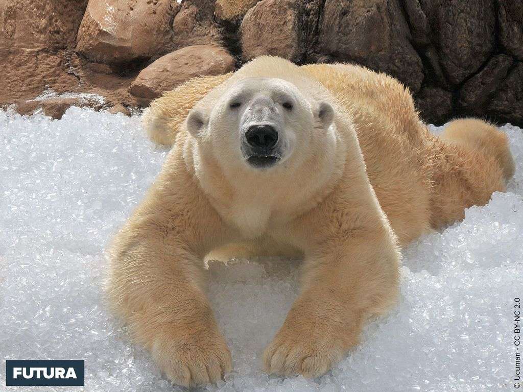 Ours polaire sur la banquise