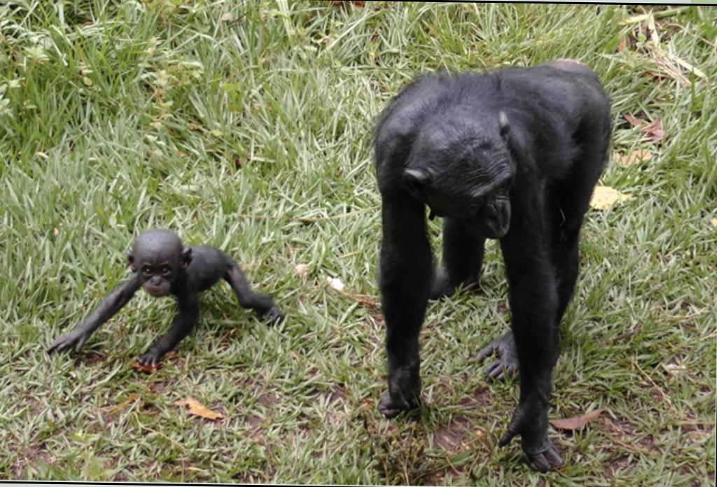 Claudine Andre Les Bonobos Sont Victimes Des Braconniers Dossier