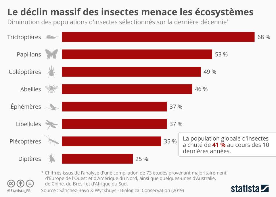 41% des espèces d’insectes ont vu leur population diminuer au cours de la dernière décennie. © Statista