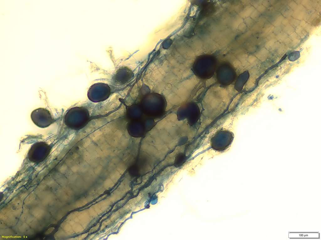 Une racine mycorhizéé. ©Mycophyto