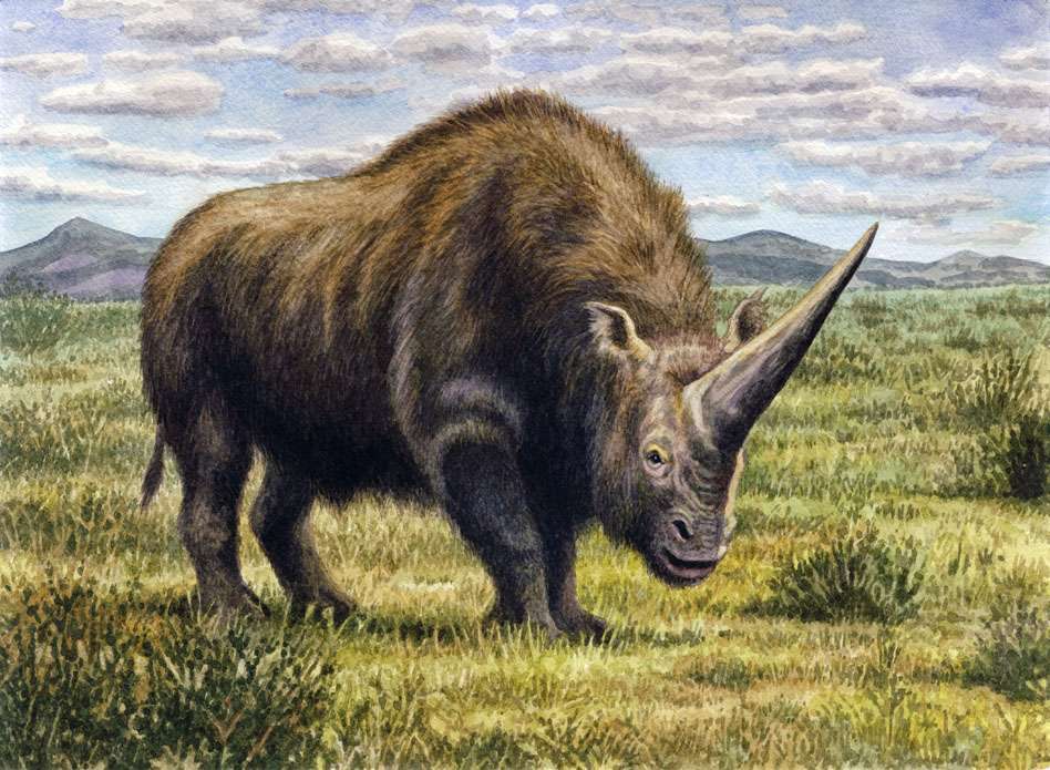 Photo De Licorne En Vrai Pourquoi les licornes ont-elles disparu il y a 36.000 ans