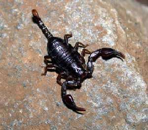 Euscorpius alpha est une espèce de scorpion qui se rencontre dans les Alpes, à l'ouest de l'Adige, en Suisse et en Italie. © Jan Ove Rein