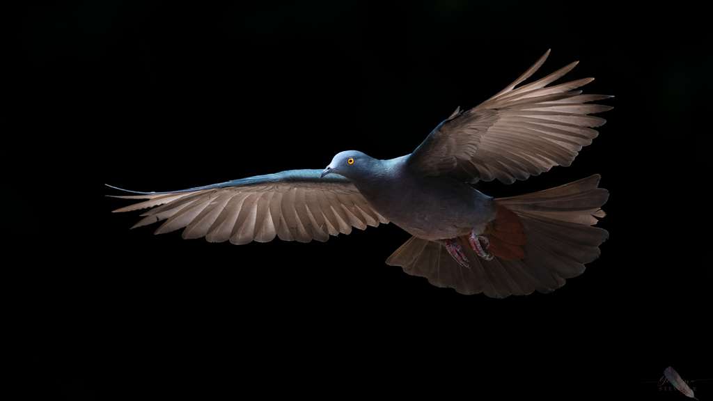 Le pigeon impérial de l'île Christmas, en Australie