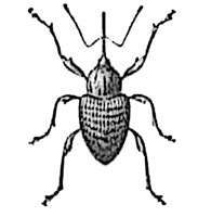 Balanin. © Larousse, 1921. Balanin. © Larousse, 1921.