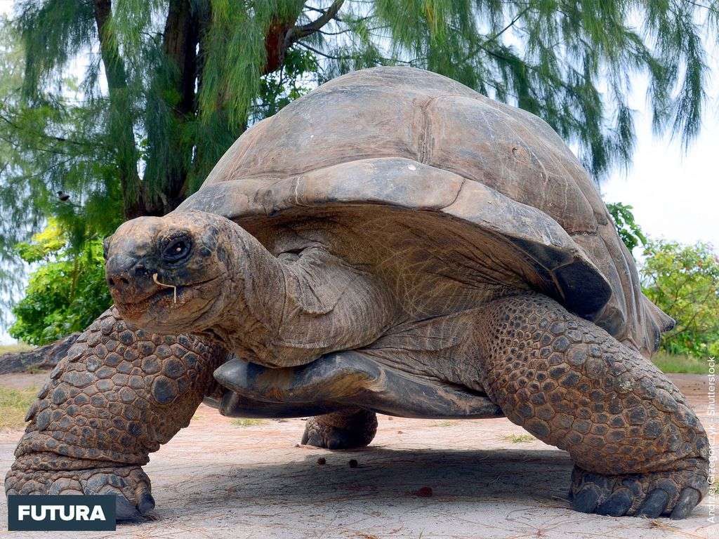 Tortue géante des Galapagos Geochelone gigantea Tortue géante des Galapagos Geochelone gigantea
