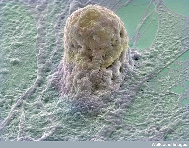La cellule souche embryonnaire et la pluripotence La cellule souche embryonnaire et la pluripotence