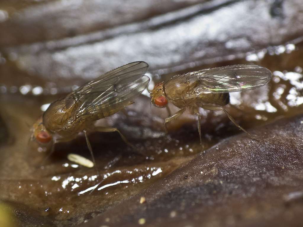 Une drosophile, deux drosophiles. Les mouches n'ont pas le sens des nombres à priori, mais elles peuvent l'acquérir en quarante générations, grâce à l'évolution. © servitude, Flickr, cc by nc 2.0