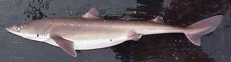 Aiguillat, ou chien de mer. Source Commons Aiguillat, ou chien de mer. Source Commons