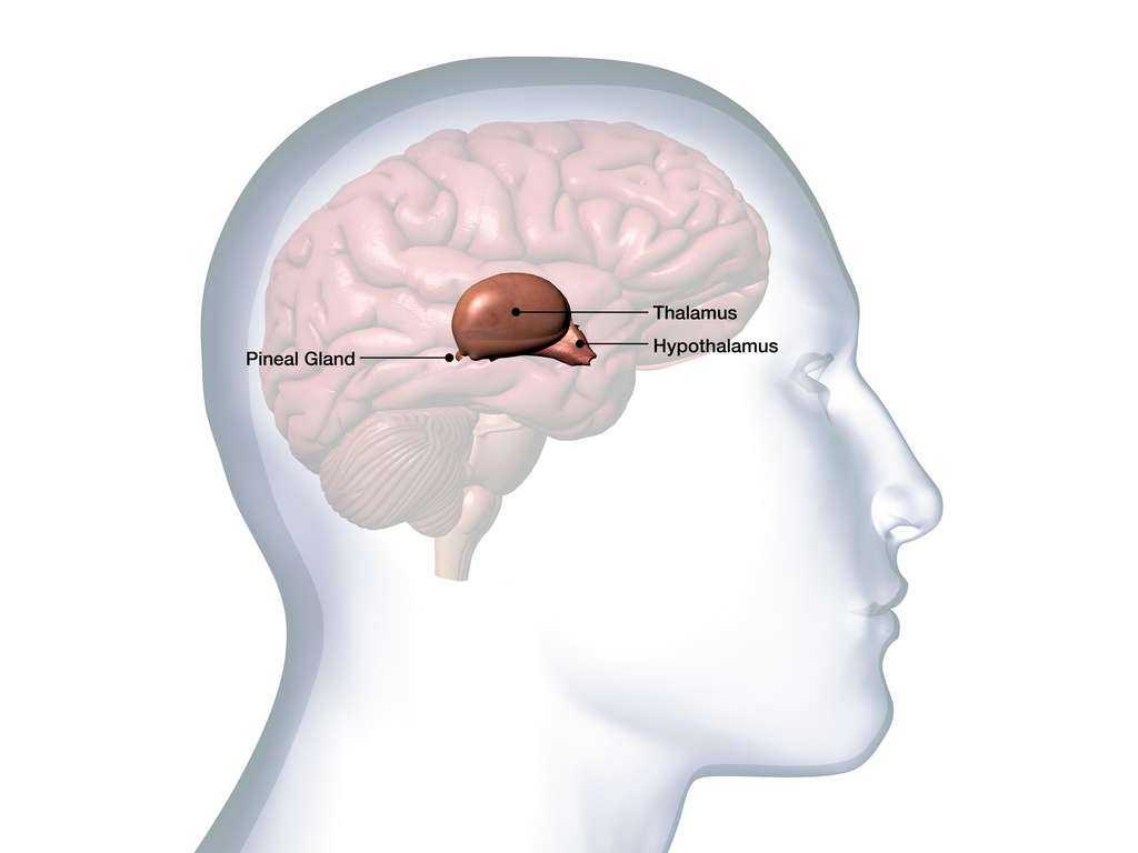 L’hypothalamus est une zone du cerveau située sous le thalamus. © Hank Grebe, Fotolia