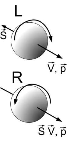 La notion d'hélicité pour les particules élémentaires comme les quarks et les leptons est illustrée par ce schéma. V et p sont respectivement les vecteurs vitesse et quantité de mouvement de ces particules, que l'on peut se représenter comme des toupies en rotation. Le vecteur de moment cinétique propre S représente leur spin. Selon que celui-ci est parallèle ou antiparallèle aux vecteurs V et p, la particule, par exemple un neutrino, est dite droite (R pour right en anglais) ou gauche (L pour left en anglais). © haade, cc by sa 3.0 La notion d'hélicité pour les particules élémentaires comme les quarks et les leptons est illustrée par ce schéma. V et p sont respectivement les vecteurs vitesse et quantité de mouvement de ces particules, que l'on peut se représenter comme des toupies en rotation. Le vecteur de moment cinétique propre S représente leur spin. Selon que celui-ci est parallèle ou antiparallèle aux vecteurs V et p, la particule, par exemple un neutrino, est dite droite (R pour right en anglais) ou gauche (L pour left en anglais). © haade, cc by sa 3.0