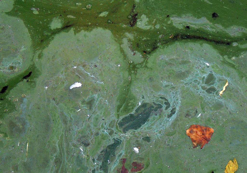 La présence de cyanobactéries peut prendre plusieurs apparences, comme celle-ci. © Lamiot, Wikipedia