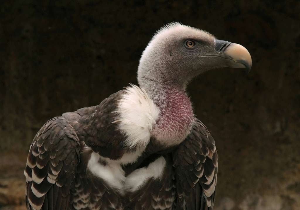 Qui Vole Plus Haut Que Les Oiseaux Grigoulolo