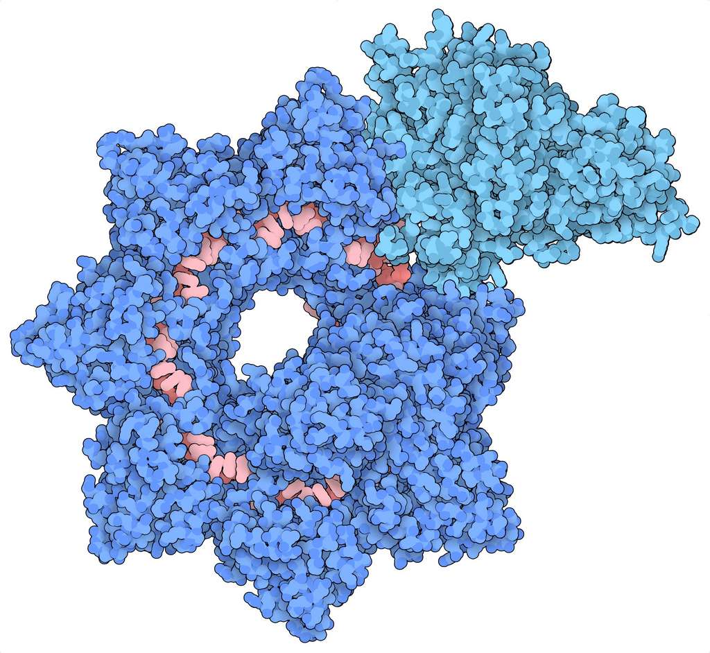 La structure du complexe Integrate montrant Cascade (bleu foncé), TniQ (bleu clair), et ARN guide (rouge pâle). © Sternberg and Fernández Labs, Université de Columbia