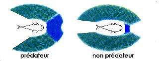 Champ de vision d'un poisson. Les prédateurs (à gauche de l'image) ont les yeux placés vers l'avant afin de repérer les proies ; ils n'ont pas besoin de voir derrière eux. Les non-prédateurs (à droite de l'image) ont des yeux placés latéralement pour mieux voir les prédateurs à leur poursuite. La zone bleue représente la vision 3D, plus large chez les prédateurs ; la zone verte correspond à la vision latérale, une zone de vision moins précise, utilisée pour la surveillance, la vigilance. © Aquabase, Fitzz, CC by-sa 2.0 Champ de vision d'un poisson. Les prédateurs (à gauche de l'image) ont les yeux placés vers l'avant afin de repérer les proies ; ils n'ont pas besoin de voir derrière eux. Les non-prédateurs (à droite de l'image) ont des yeux placés latéralement pour mieux voir les prédateurs à leur poursuite. La zone bleue représente la vision 3D, plus large chez les prédateurs ; la zone verte correspond à la vision latérale, une zone de vision moins précise, utilisée pour la surveillance, la vigilance. © Aquabase, Fitzz, CC by-sa 2.0