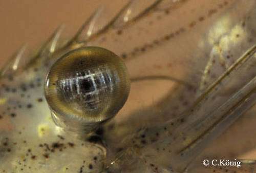 L'œil protubérant de la crevette Palaemon elegans. © Christian König, reproduction et utilisation interdites