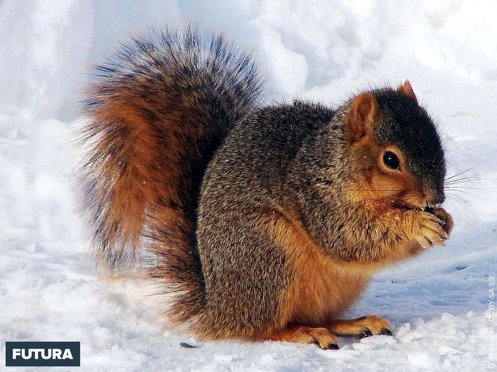 Ecureuil roux Sciurus niger Ecureuil roux Sciurus niger