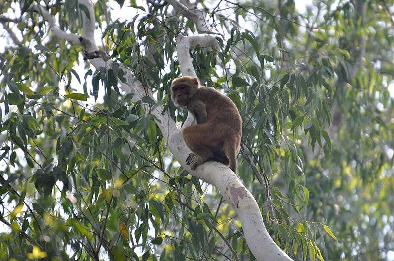 Macaque rhésus au Parc national Corbett. © Aiwok, GNU FDL Version 1.2