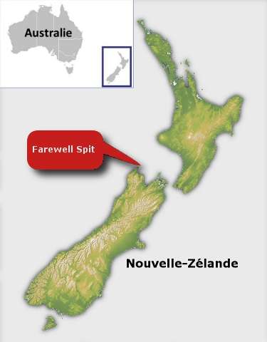Les globicéphales ont été retrouvés sur une plage de Farewell Spit, au nord de l'île du Sud, en Nouvelle-Zélande. © Futura-Sciences