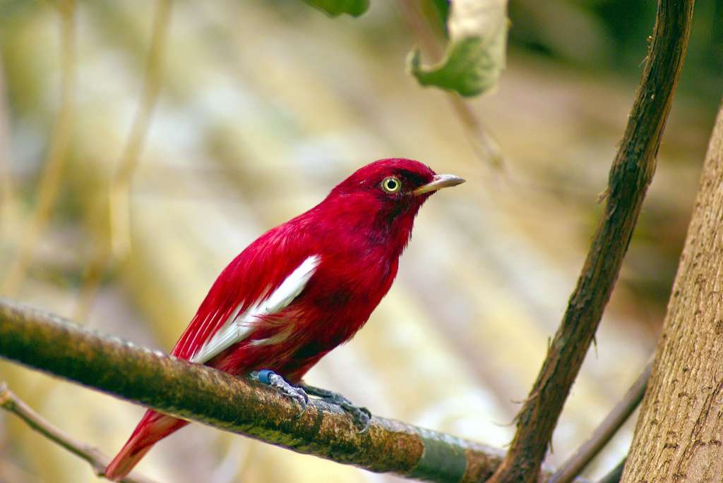 Les migrations humaines ont provoqué un effondrement des populations d'oiseaux, conduisant à la disparition de plus de 1 000 espèces. © MikeGoad, Adobe Stock