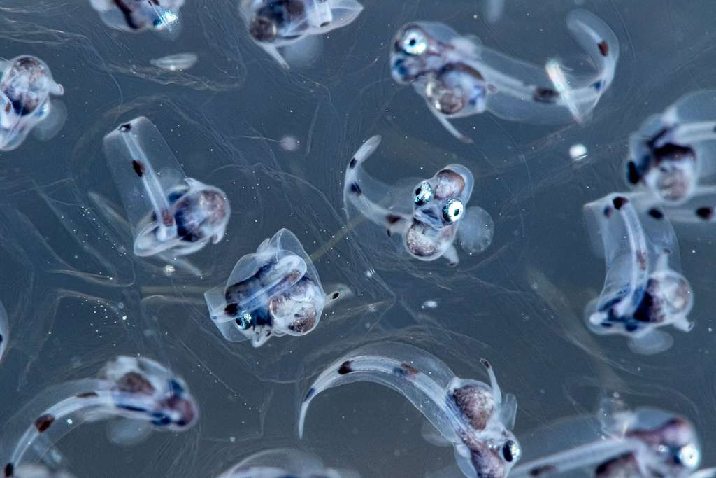 Œufs de poissons. © Sayaka Ichinoseki, UWPG