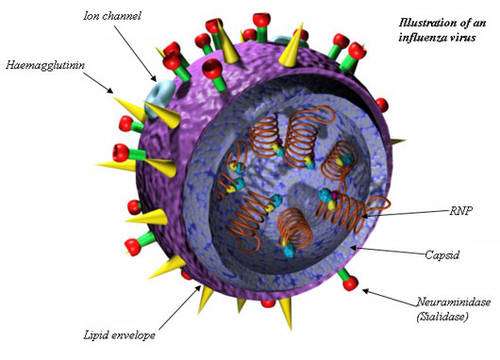 Virus influenza A" Ion channel correspond à la protéine M2. © Timothy Smith
