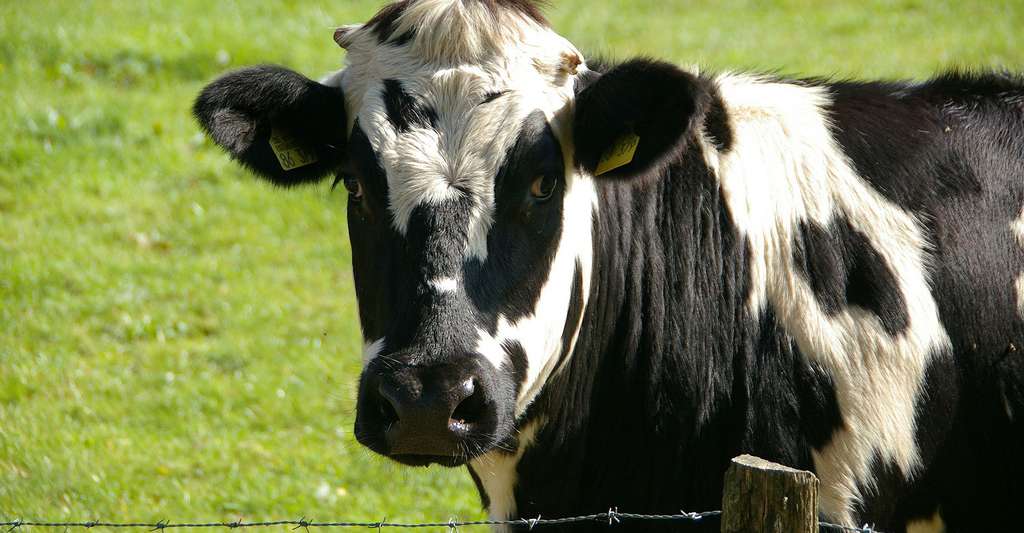 Le lait et les produits laitiers. Ici, vache normande. © Wernerdetjen, DP