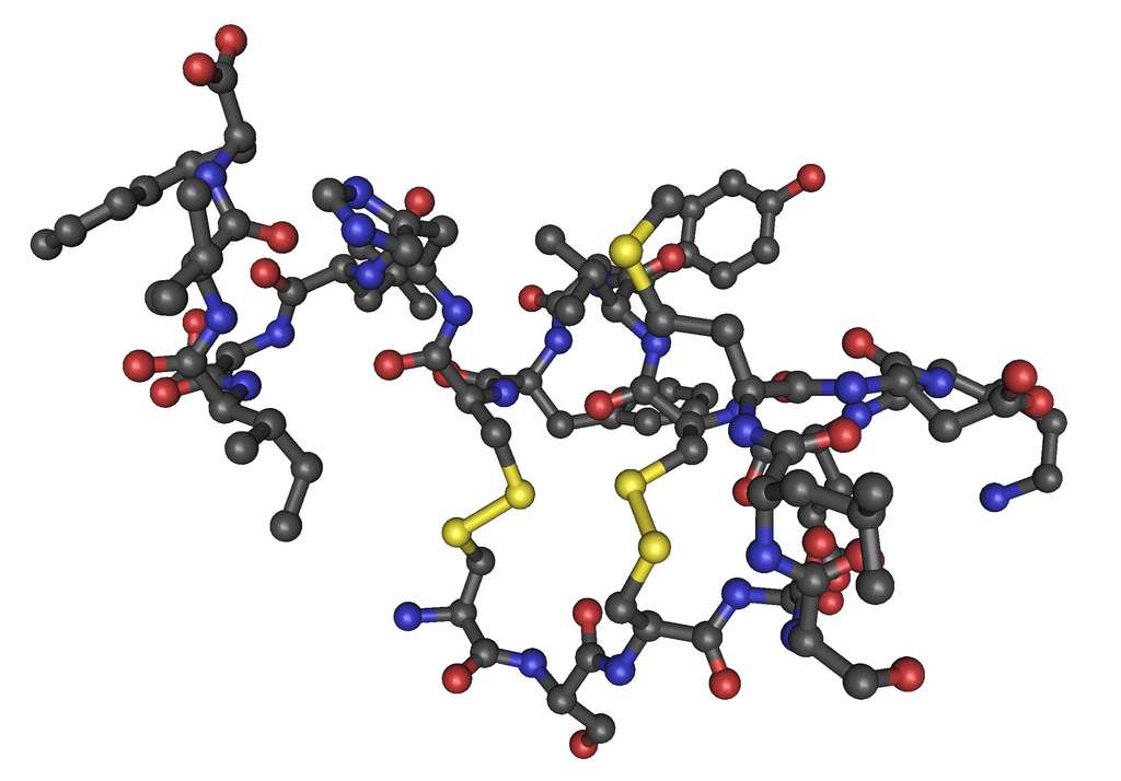 Exemple de peptide, composant de base des protéines. © Nevit Dilmen, Wikimedia Commons, CC by-sa 3.0