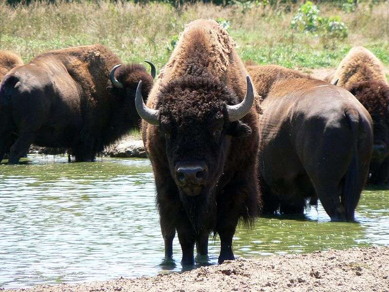 Definition Bison D Amerique Du Nord Bison Bison Futura Planete
