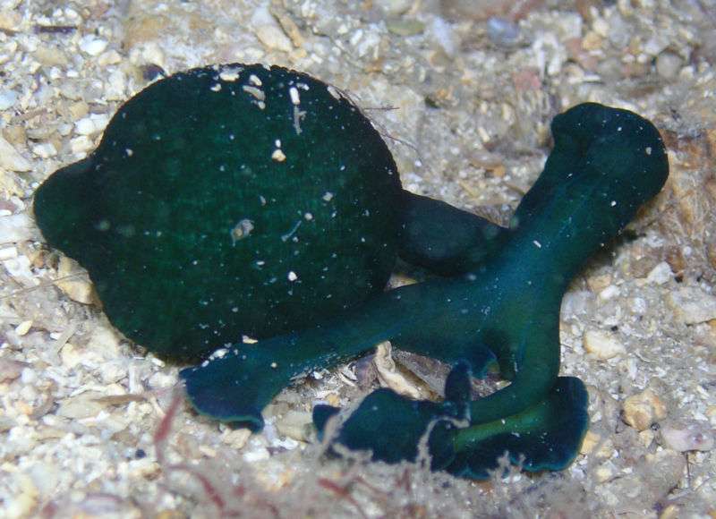 La bonellie verte femelle et ses mâles microscopiques