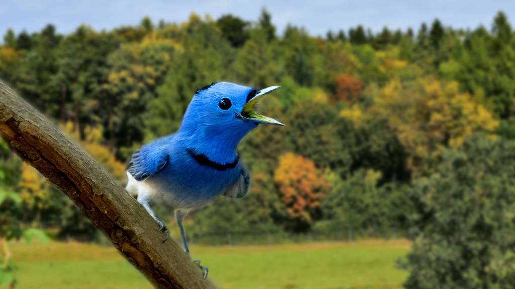 Photo Un Oiseau Couleur Dazur