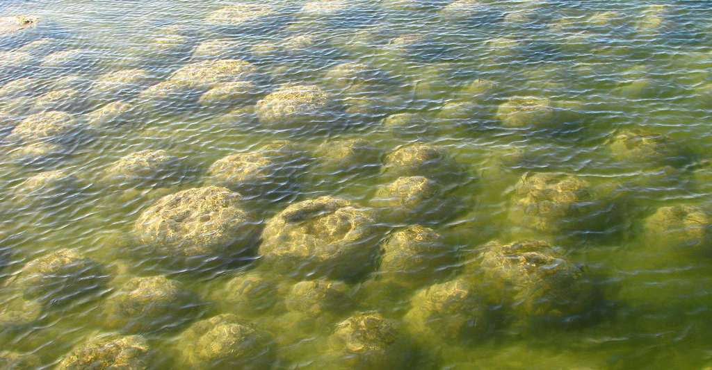 Les stromatolithes roches calcaire existaient déjà il y a plus de 3 milliards d'années. © C. Eeckhout, CC BY 3.0
