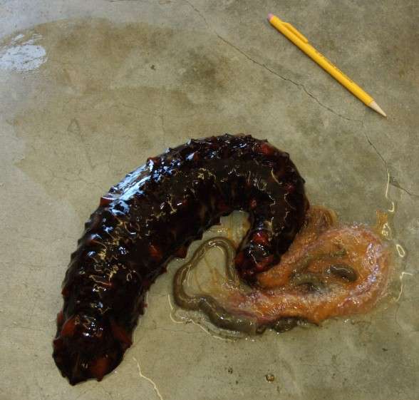 Une holothurie, ou concombre de mer, avec les intestins en dehors du corps. © Dave Cowles