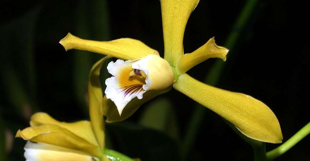 Orchidée Cattleya. © Orchi, CC by-sa 3.0