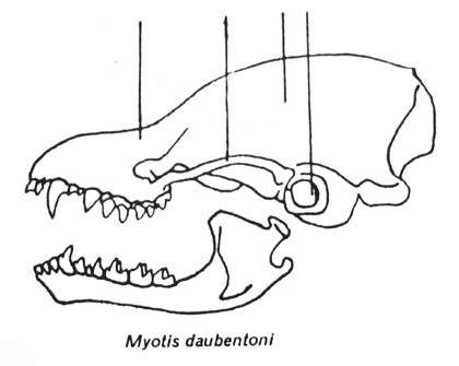 Dentures Myotis.