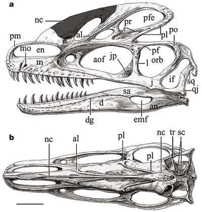 Représentations du crâne de Guanlong Représentations du crâne de Guanlong