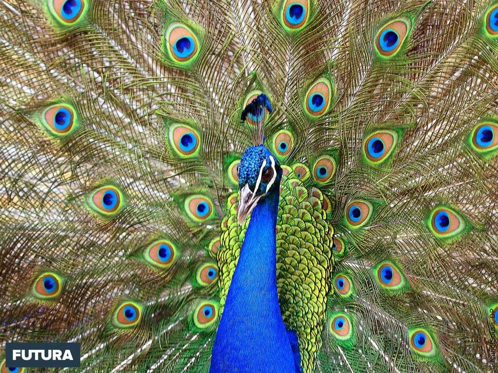 Fond D Ecran Le Paon Un Oiseau Majestueux Aux Plumes Bleues