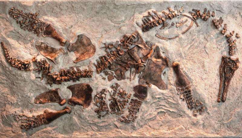 Le fossile de plésiosaure avec son embryon juste à droite de l'os du bassin en bas à gauche. © Natural History Museum of Los Angeles County