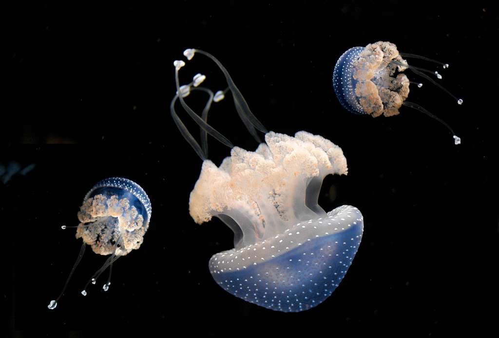 Méduse constellée Méduse constellée