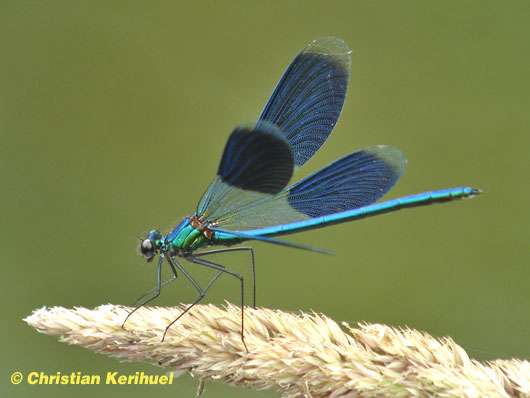 Photo de Calopteryx splendide (Calopteryx splendens) Photo de Calopteryx splendide (Calopteryx splendens)