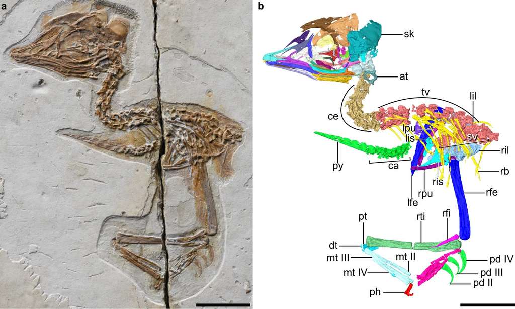 Photographie (à gauche) et reconstruction virtuelle (à droite) du fossile d'énantiornithe. © Wang et al, 2021