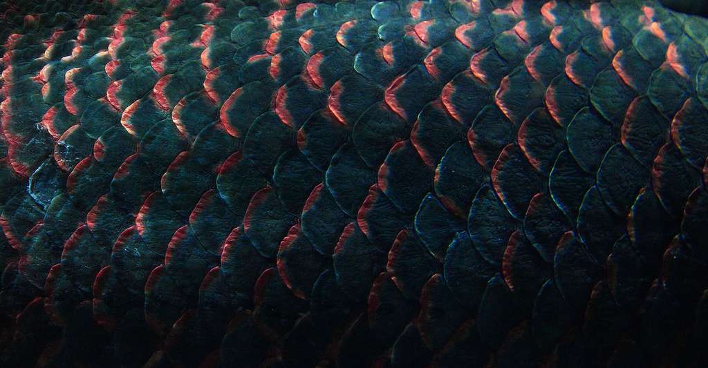 Les écailles des poissons Dossier