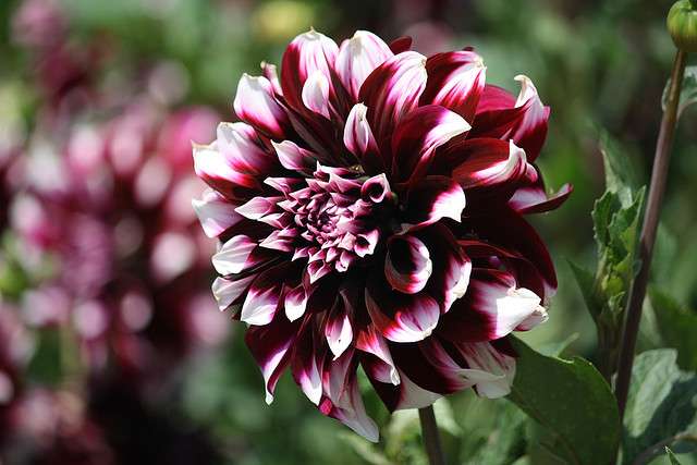 Dahlia Tartan Dahlia Tartan