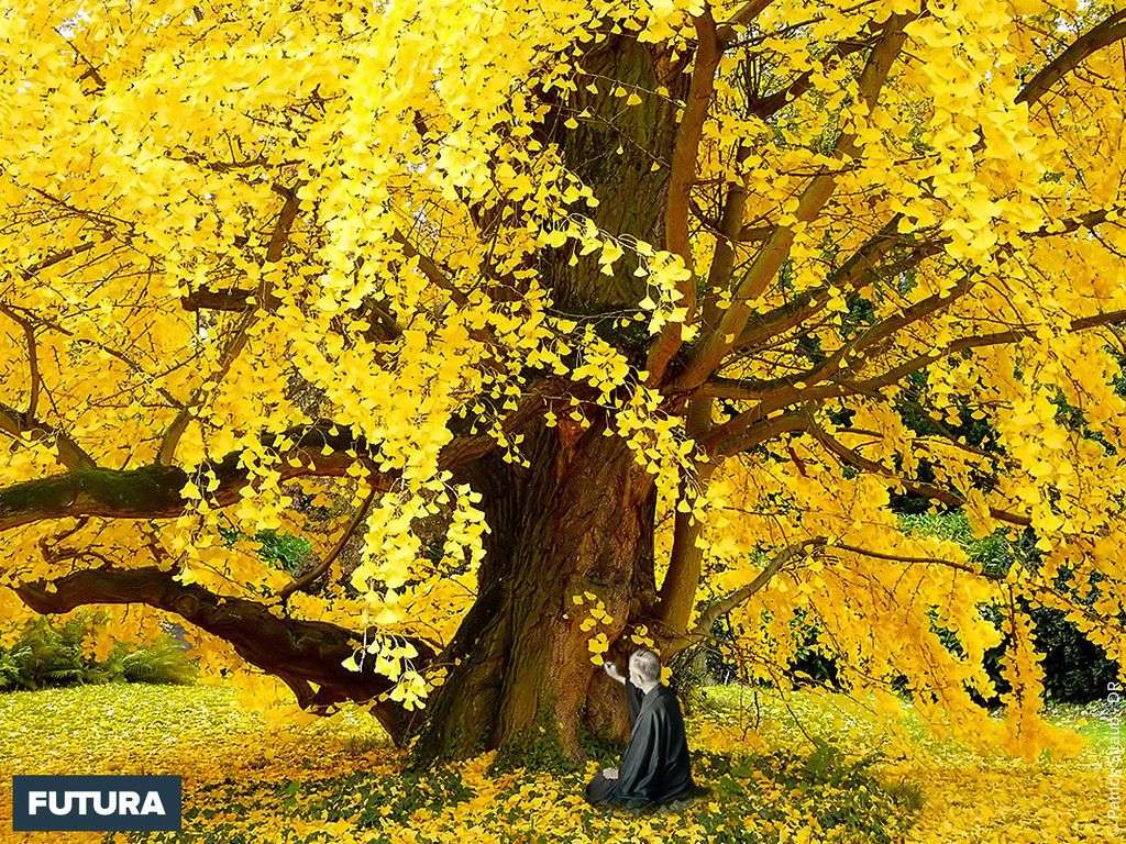 Gingko biloba aux feuilles d'or Gingko biloba aux feuilles d'or