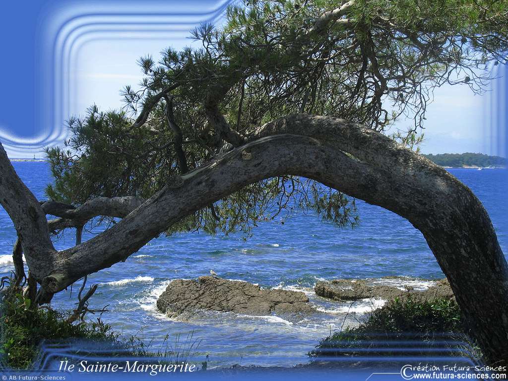 Ile Sainte-Marguerite près de Cannes Ile Sainte-Marguerite près de Cannes