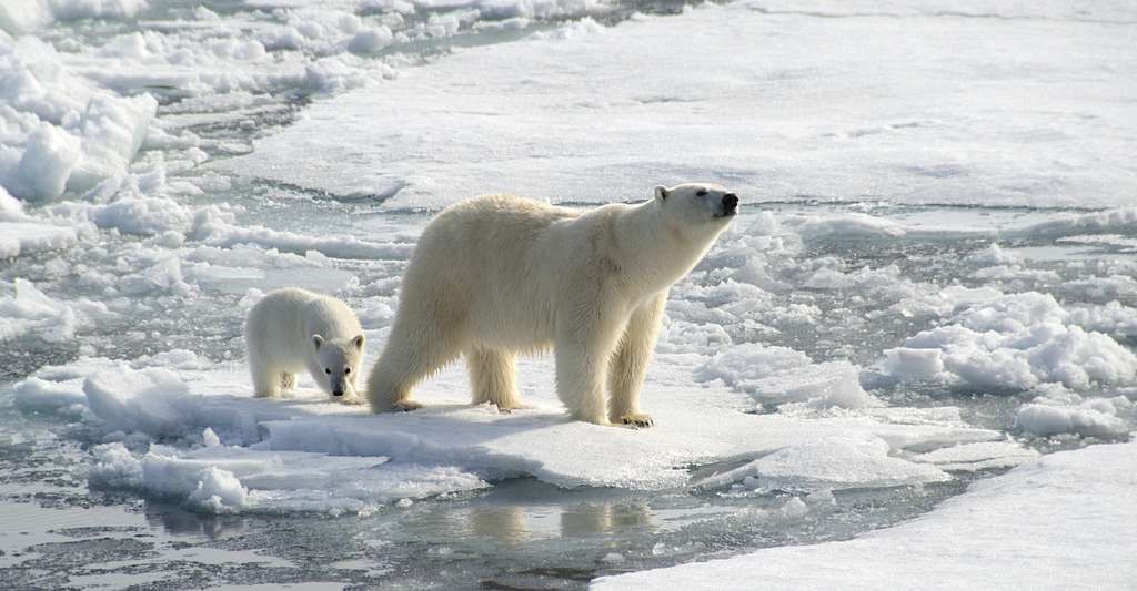 Le réchauffement de l'Arctique aura des conséquences dramatiques pour la faune et les populations locales qui dépendent de ces milieux mais également et avec certitude, sur le reste de la Planète. © Chris, Adobe Stock